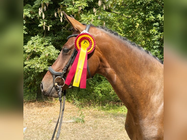 Caballo de deporte alemán Yegua 6 años 165 cm Castaño in Rohrlack
