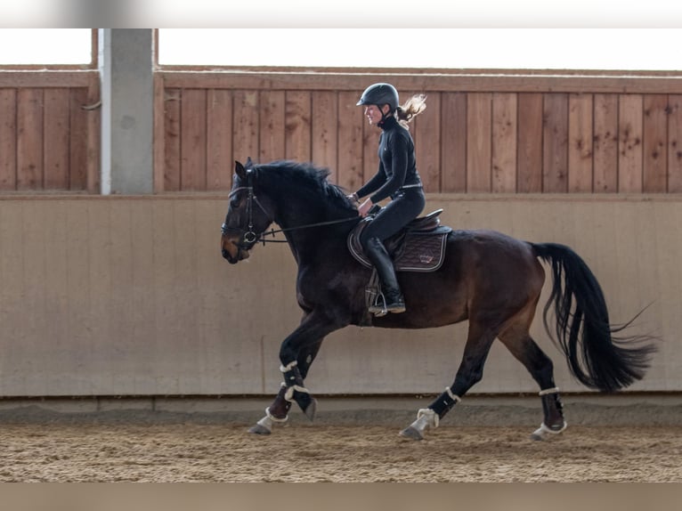 Caballo de deporte alemán Yegua 6 años 165 cm Castaño in Kraiburg am Inn