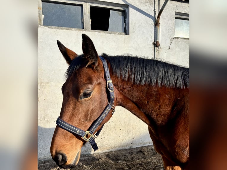 Caballo de deporte alemán Yegua 6 años 165 cm Castaño in Genthin