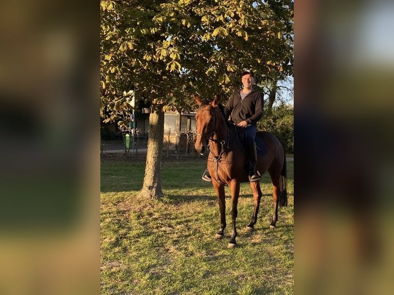 Caballo de deporte alemán Yegua 6 años 165 cm Castaño in Genthin