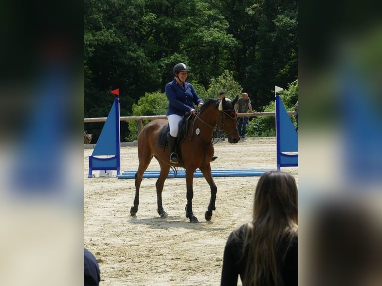 Caballo de deporte alemán Yegua 6 años 165 cm Castaño in Ippenschied
