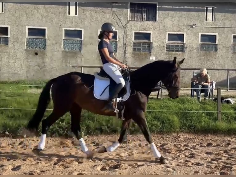 Caballo de deporte alemán Yegua 6 años 165 cm Castaño oscuro in Wilsdruff