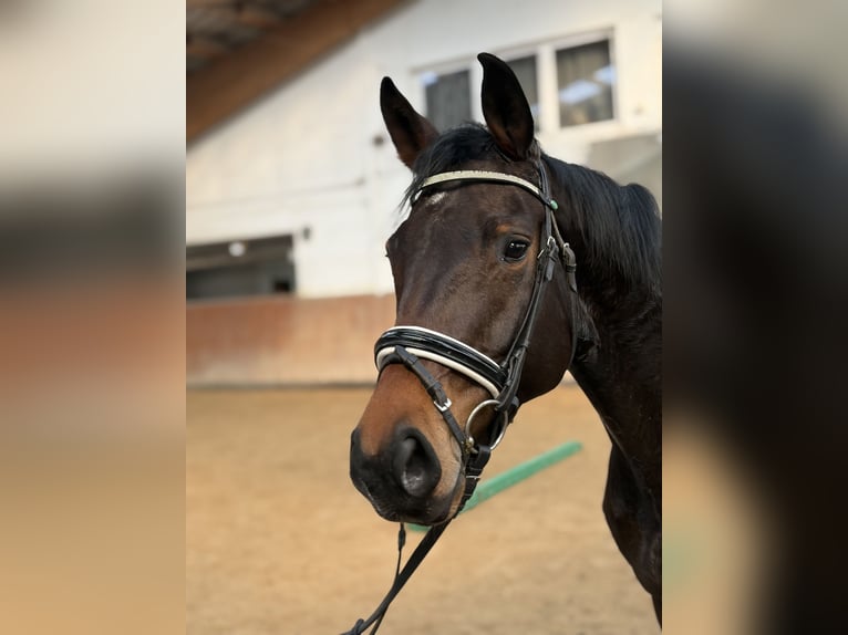 Caballo de deporte alemán Yegua 6 años 165 cm Castaño oscuro in Schöneck