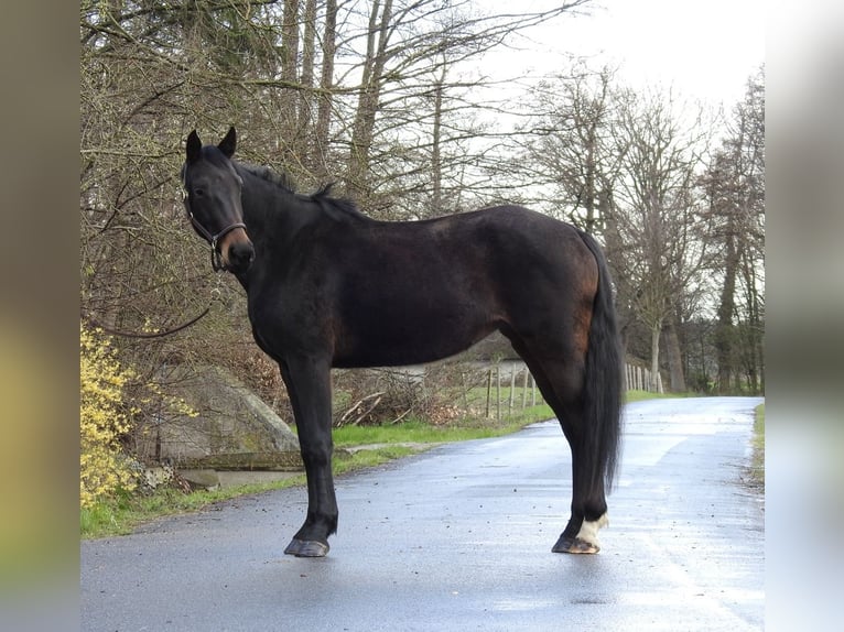 Caballo de deporte alemán Yegua 6 años 165 cm Castaño oscuro in Verl