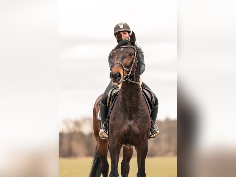 Caballo de deporte alemán Yegua 6 años 165 cm Castaño oscuro in Kraiburg am Inn