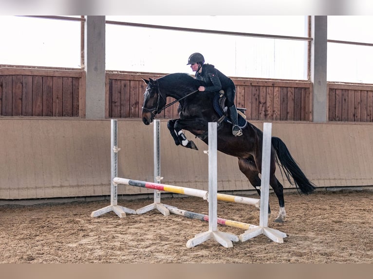 Caballo de deporte alemán Yegua 6 años 165 cm Castaño oscuro in Kraiburg am Inn