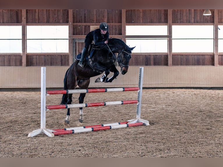 Caballo de deporte alemán Yegua 6 años 165 cm Castaño oscuro in Kraiburg am Inn