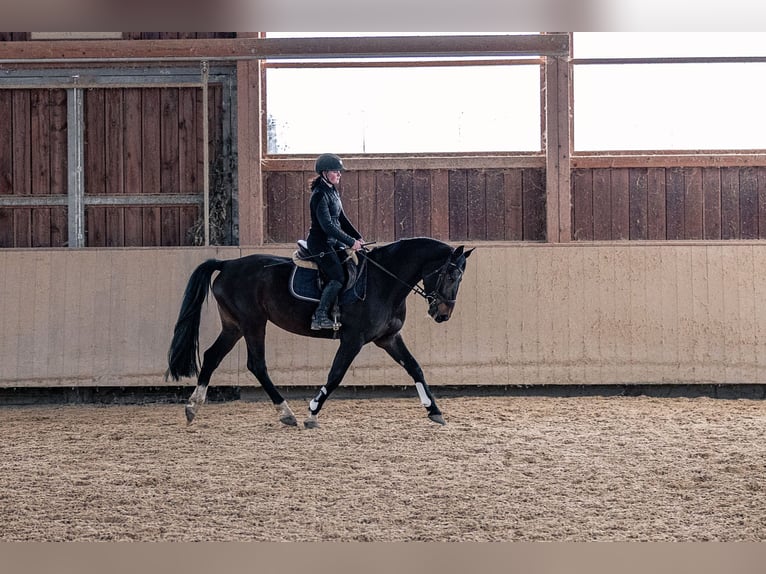 Caballo de deporte alemán Yegua 6 años 165 cm Castaño oscuro in Kraiburg am Inn