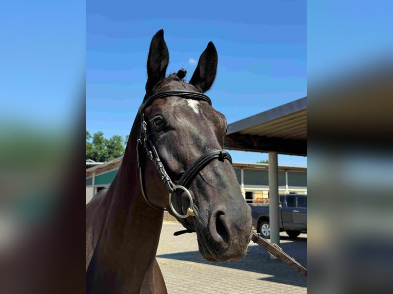 Caballo de deporte alemán Yegua 6 años 165 cm Morcillo in Walzbachtal