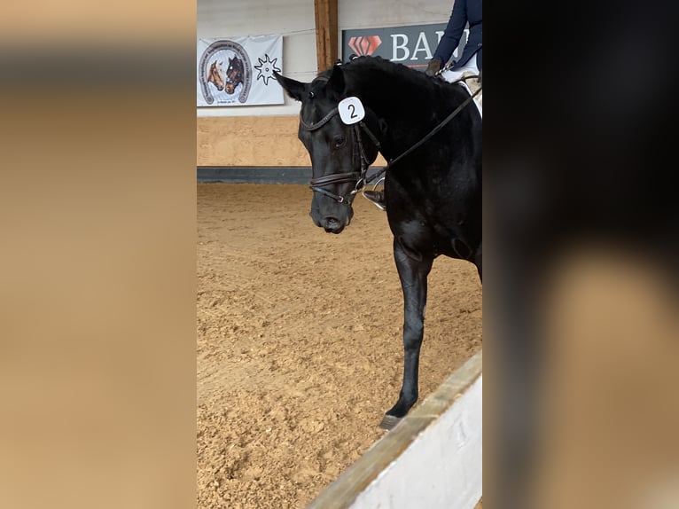 Caballo de deporte alemán Yegua 6 años 165 cm Negro in P&#xE4;hl