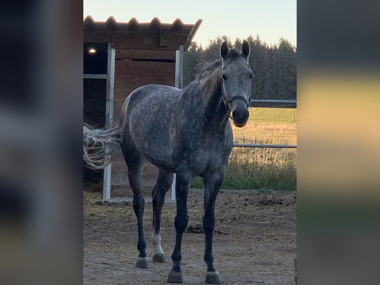 Caballo de deporte alemán Yegua 6 años 165 cm Tordillo negro in Grömbach