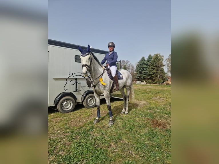 Caballo de deporte alemán Yegua 6 años 165 cm Tordo in Löbau