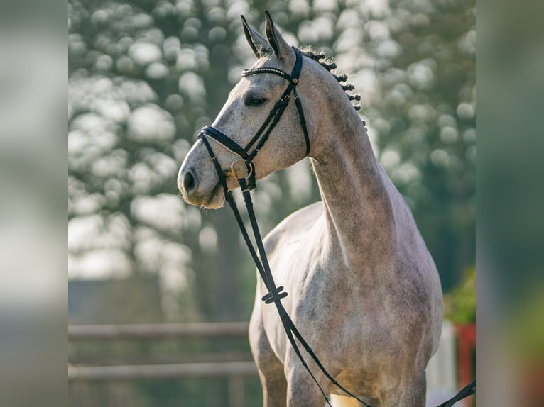 Caballo de deporte alemán Yegua 6 años 165 cm Tordo in Münster-Handorf