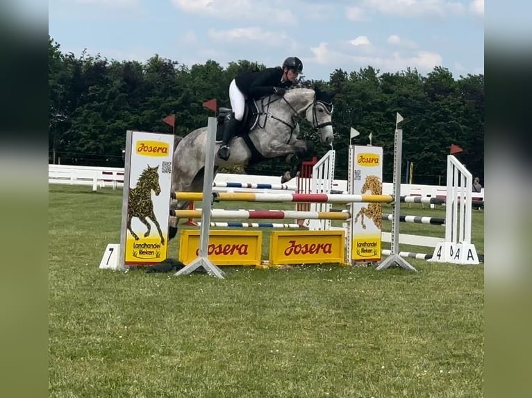 Caballo de deporte alemán Yegua 6 años 165 cm Tordo picazo in Westerstede