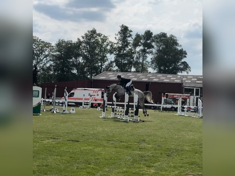 Caballo de deporte alemán Yegua 6 años 165 cm Tordo picazo in Westerstede