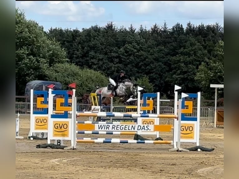 Caballo de deporte alemán Yegua 6 años 165 cm Tordo picazo in Westerstede