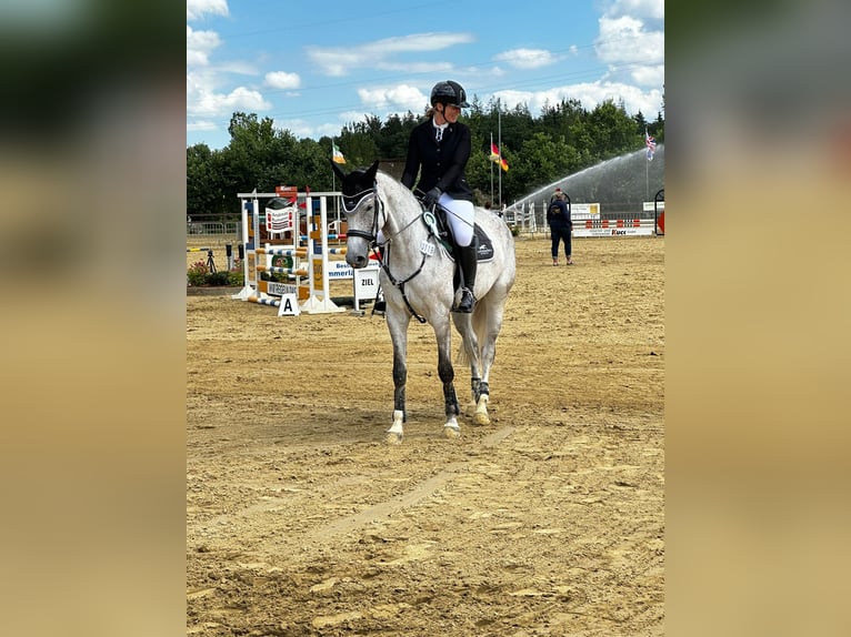 Caballo de deporte alemán Yegua 6 años 165 cm Tordo picazo in Westerstede