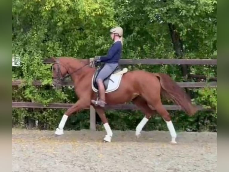 Caballo de deporte alemán Yegua 6 años 166 cm Alazán in K&#xF6;nigheim