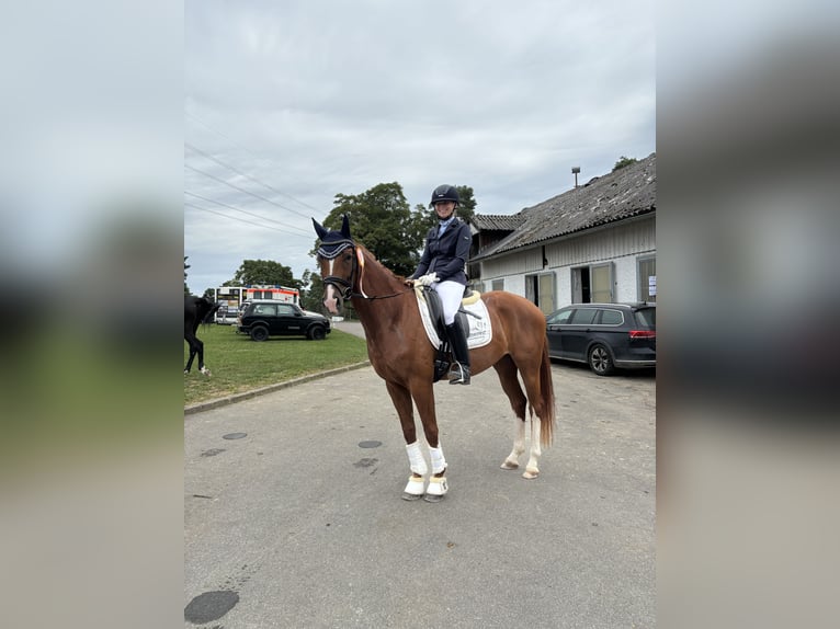 Caballo de deporte alemán Yegua 6 años 166 cm Alazán in Königheim