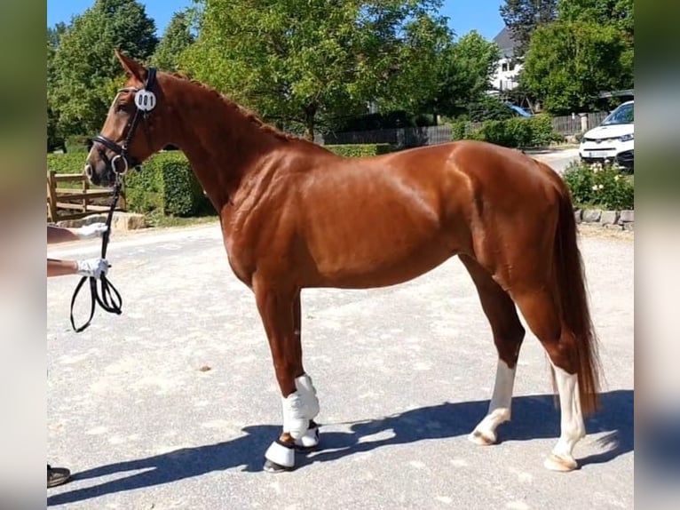 Caballo de deporte alemán Yegua 6 años 166 cm Alazán in K&#xF6;nigheim