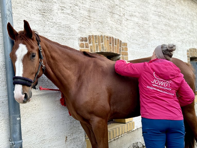 Caballo de deporte alemán Yegua 6 años 166 cm Alazán in Borsdorf