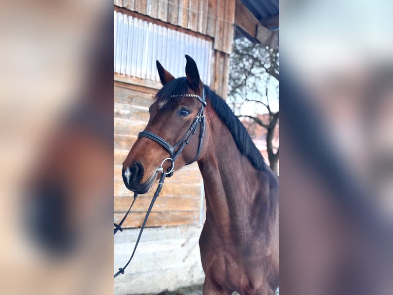 Caballo de deporte alemán Yegua 6 años 166 cm Castaño in Fuldatal