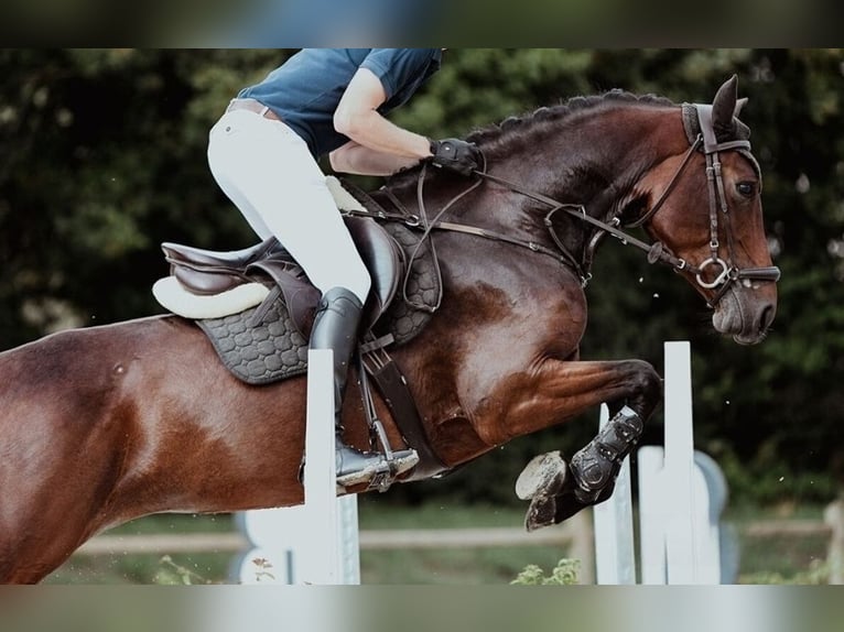 Caballo de deporte alemán Yegua 6 años 166 cm Castaño in Fuldatal