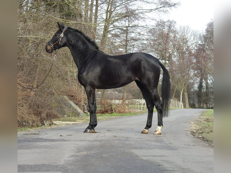 Caballo de deporte alemán Yegua 6 años 166 cm Castaño oscuro in Verl