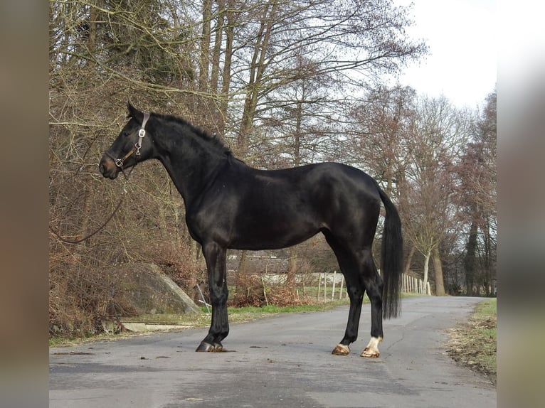 Caballo de deporte alemán Yegua 6 años 166 cm Castaño oscuro in Verl