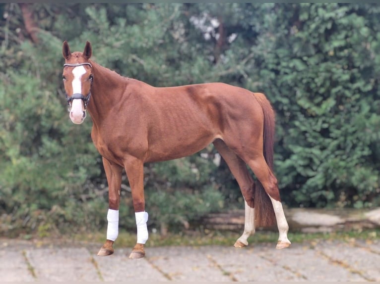 Caballo de deporte alemán Yegua 6 años 167 cm Alazán in Leipzig