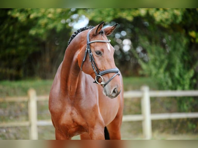Caballo de deporte alemán Yegua 6 años 167 cm Castaño in Riedstadt
