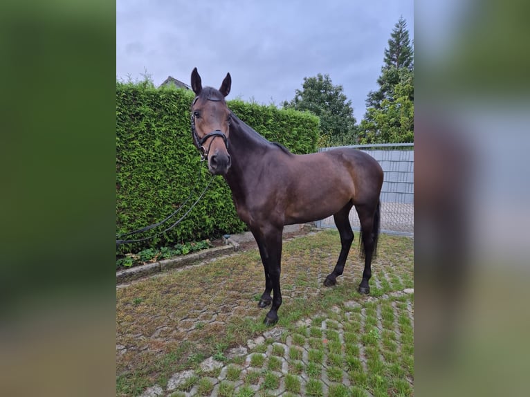 Caballo de deporte alemán Yegua 6 años 167 cm Castaño oscuro in Wahlitz