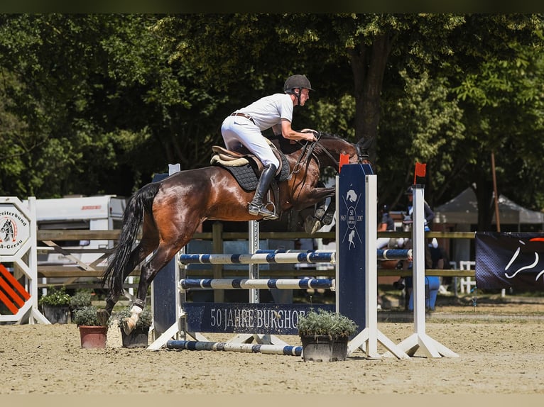 Caballo de deporte alemán Yegua 6 años 167 cm Castaño oscuro in Riedstadt