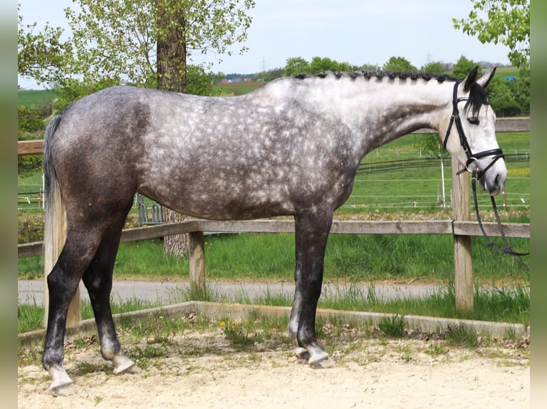 Caballo de deporte alemán Yegua 6 años 167 cm Tordo in Bad Dürrheim
