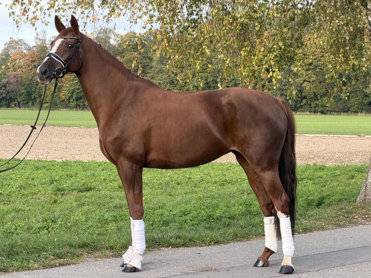 Caballo de deporte alemán Yegua 6 años 168 cm Alazán in Riedlingen
