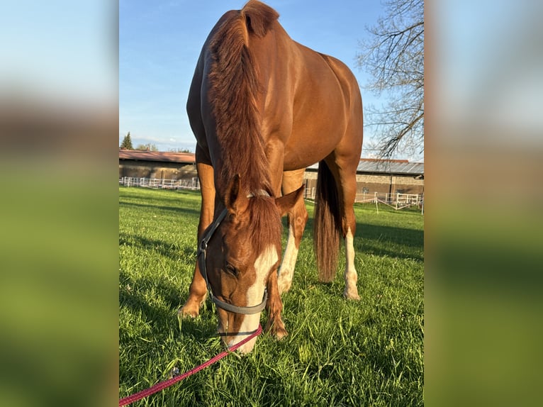Caballo de deporte alemán Yegua 6 años 168 cm Alazán in Leipzig