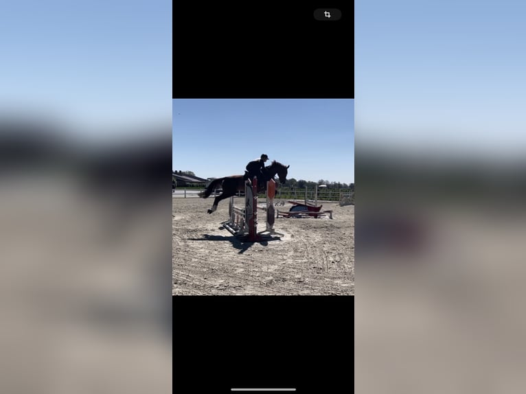 Caballo de deporte alemán Yegua 6 años 168 cm Alazán-tostado in Vechta