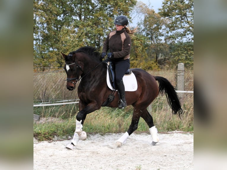 Caballo de deporte alemán Yegua 6 años 168 cm Castaño in Sperenberg