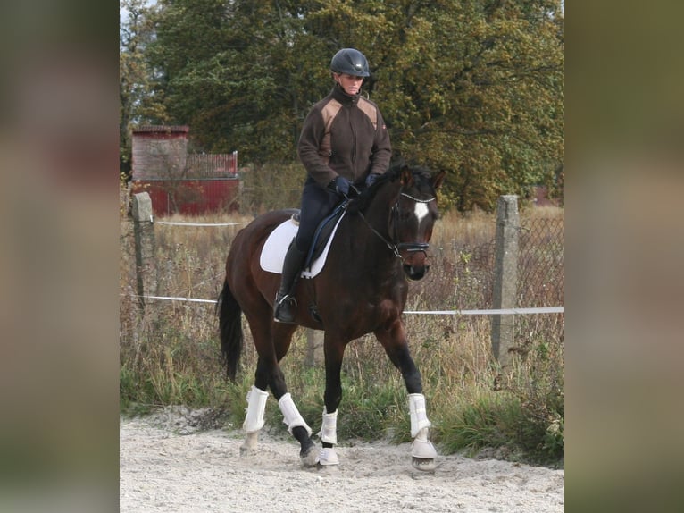 Caballo de deporte alemán Yegua 6 años 168 cm Castaño in Sperenberg