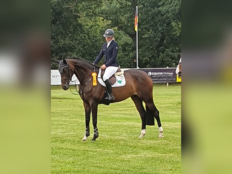 Caballo de deporte alemán Yegua 6 años 168 cm Castaño in Esterwegen