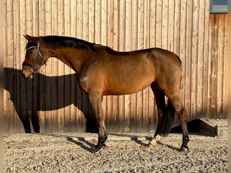 Caballo de deporte alemán Yegua 6 años 168 cm Castaño in Teltow