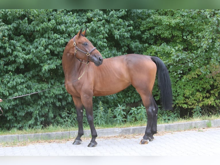 Caballo de deporte alemán Yegua 6 años 168 cm Castaño in Erharting