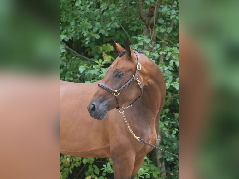 Caballo de deporte alemán Yegua 6 años 168 cm Castaño in Erharting