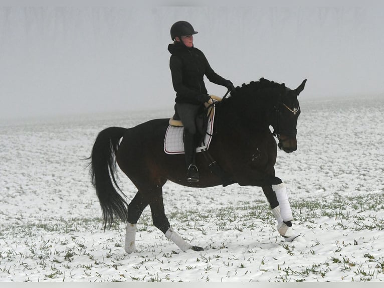 Caballo de deporte alemán Yegua 6 años 168 cm Castaño oscuro in Kamern