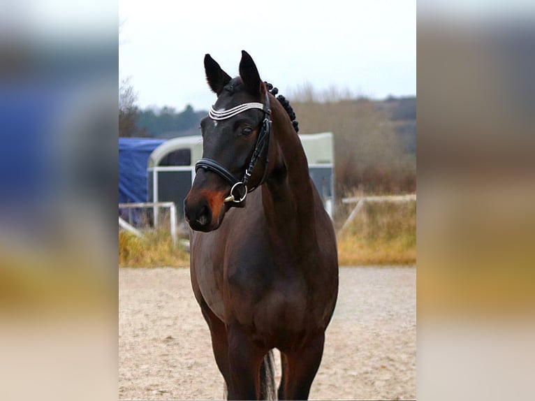 Caballo de deporte alemán Yegua 6 años 168 cm Castaño oscuro in Prag
