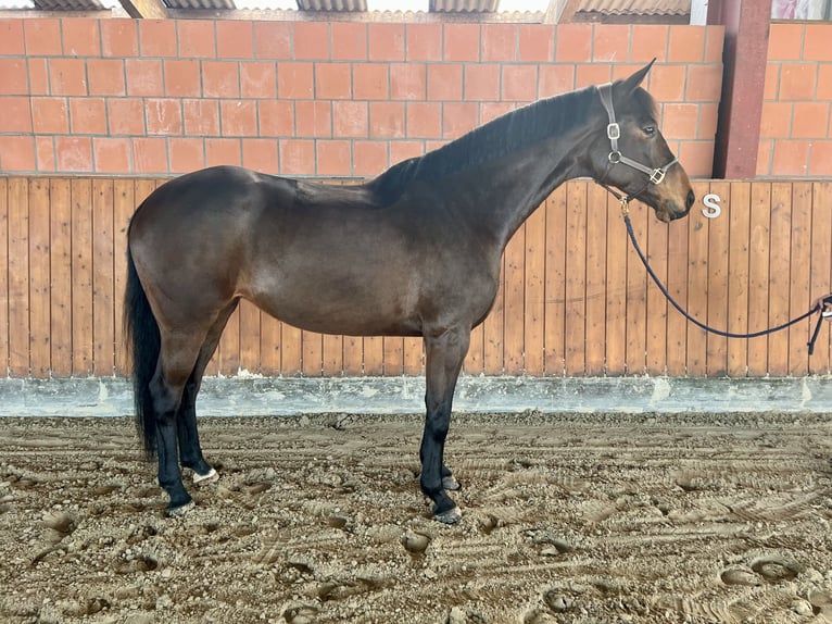 Caballo de deporte alemán Yegua 6 años 168 cm Castaño oscuro in Hattstedt