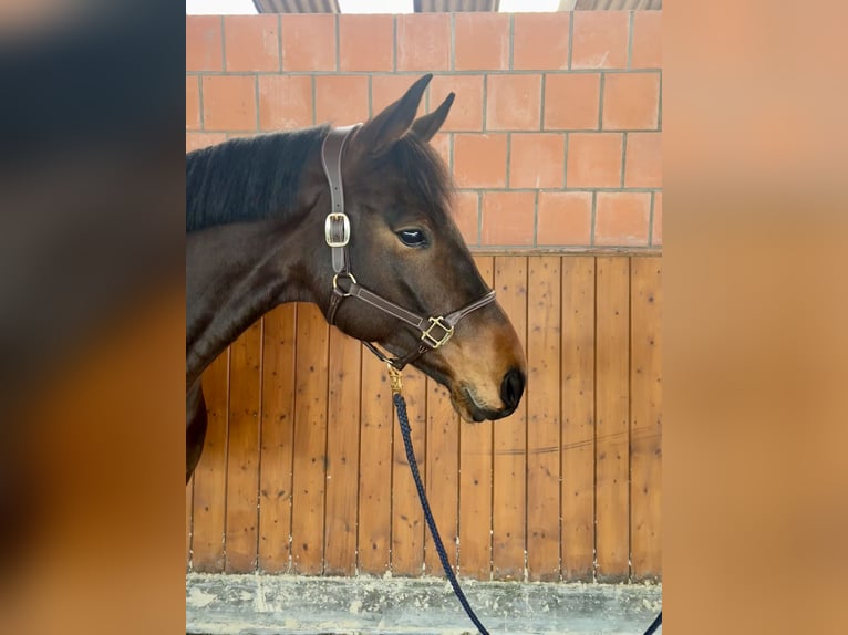 Caballo de deporte alemán Yegua 6 años 168 cm Castaño oscuro in Hattstedt