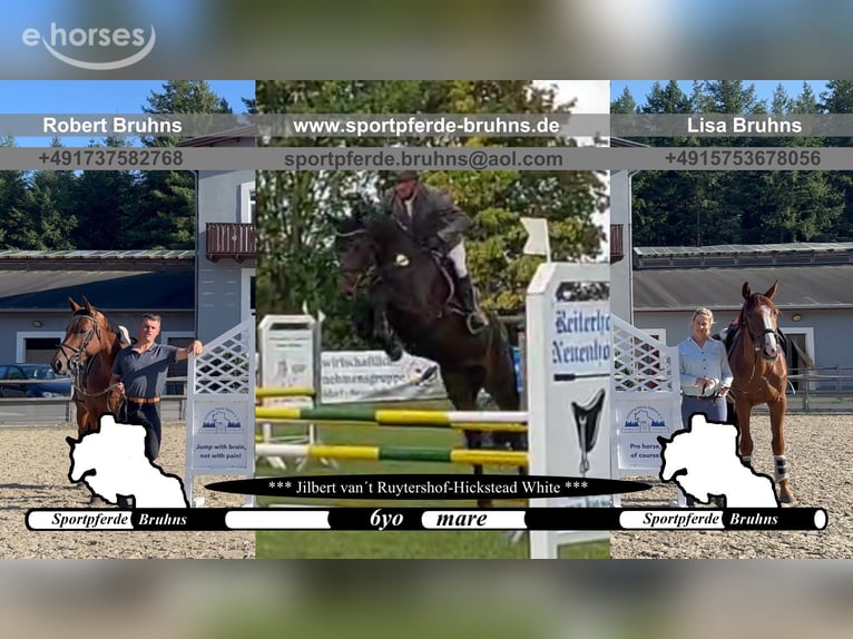 Caballo de deporte alemán Yegua 6 años 168 cm Castaño oscuro in Gadow