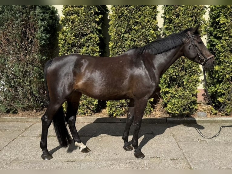 Caballo de deporte alemán Yegua 6 años 168 cm Castaño oscuro in Greiz