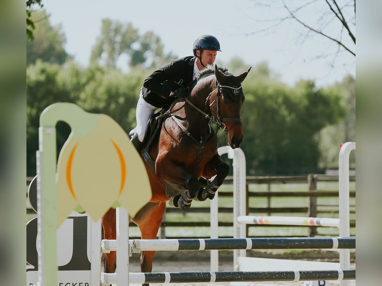 Caballo de deporte alemán Yegua 6 años 168 cm Castaño oscuro in Riedstadt